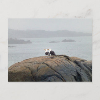 Postal Gaviotas en Kennebunkport, Maine