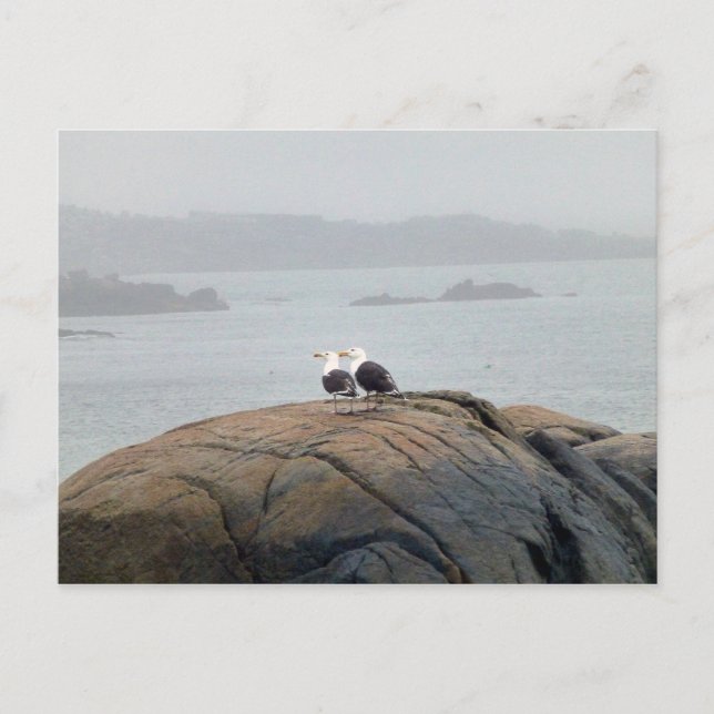 Postal Gaviotas en Kennebunkport, Maine (Anverso)