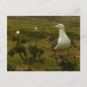 Postal Gaviotas en la Isla Anacapa