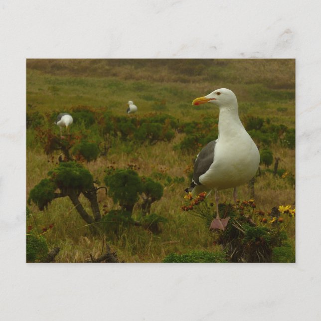 Postal Gaviotas en la Isla Anacapa (Anverso)