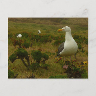 Postal Gaviotas en la isla de Anacapa