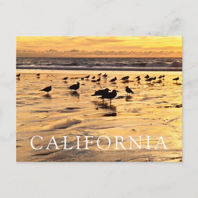 Postal Gaviotas en la playa al atardecer (Anverso)
