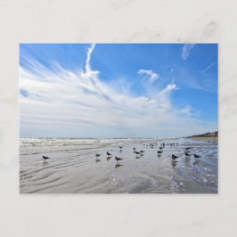 Postal Gaviotas en una playa de la isla Galveston, Texas