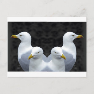 Postal Gaviotas, gaviotas, gaviotas