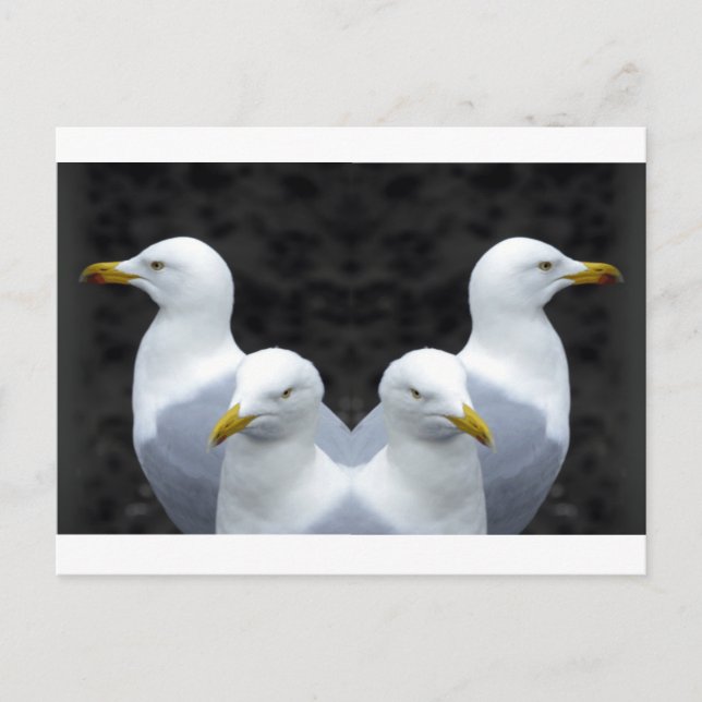 Postal Gaviotas, gaviotas, gaviotas (Anverso)