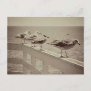 Postal Gaviotas marinas antiguas