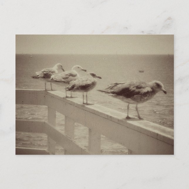 Postal Gaviotas marinas antiguas (Anverso)