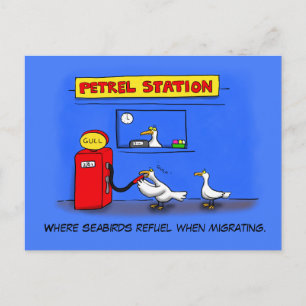 Postal Gaviotas marinas divertidas petrel humor personali