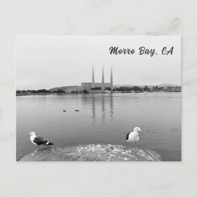 Postal Gaviotas marinas en la bahía de Morro, California (Anverso)
