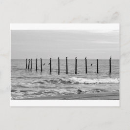 Postal gaviotas marinas en la playa