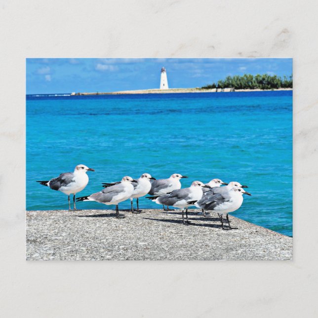 Postal Gaviotas, Nassau, Bahamas (Anverso)