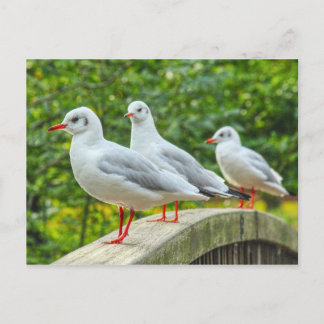Postal Gaviotas Patas Rojas