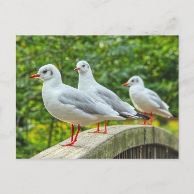 Postal Gaviotas Patas Rojas (Anverso)