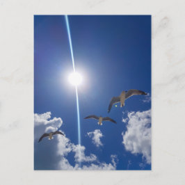 Postal Gaviotas que vuelan nubes del cielo en el sol