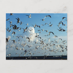 Postal gaviotas sobrevolando la playa