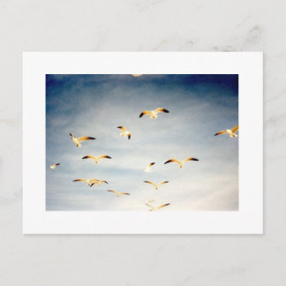 Postal Gaviotas voladoras