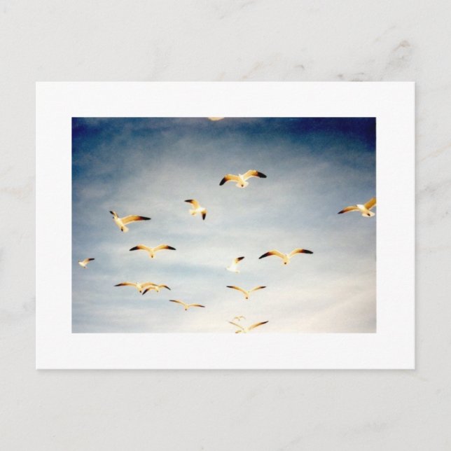 Postal Gaviotas voladoras (Anverso)