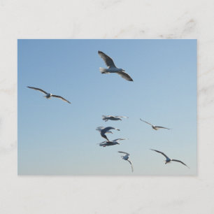 Postal Gaviotas volando sobre la vida silvestre costera d