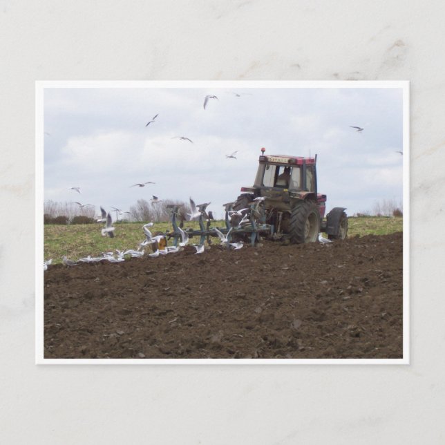 Postal Gaviotas y tractores (Anverso)