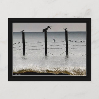 Postal Gaviotas y un pelícano