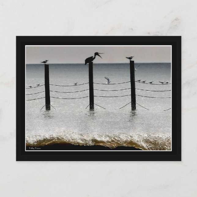 Postal Gaviotas y un pelícano (Anverso)