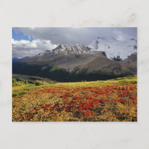 Postal Gayuba a principios de otoño Athabasca Peak en la