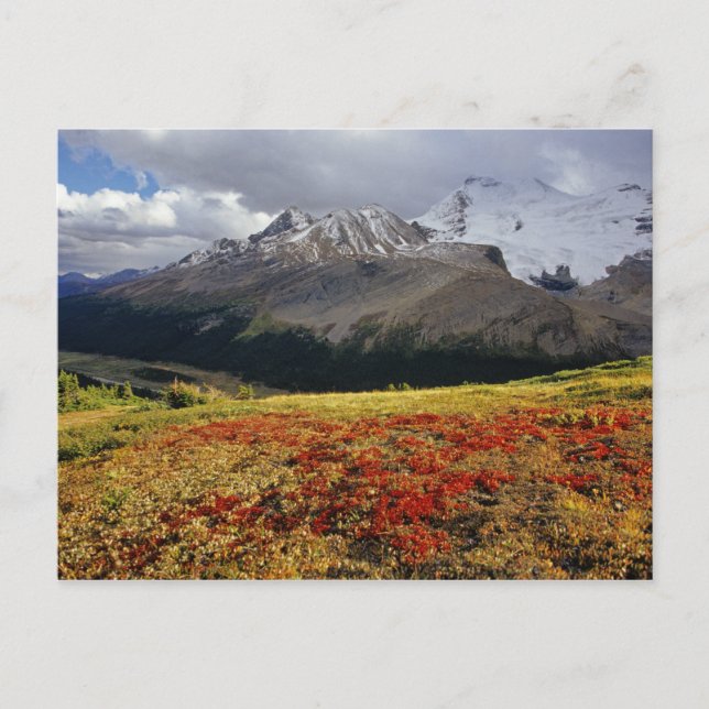 Postal Gayuba a principios de otoño Athabasca Peak en la (Anverso)