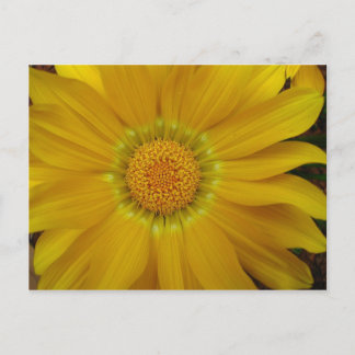 Postal Gazania