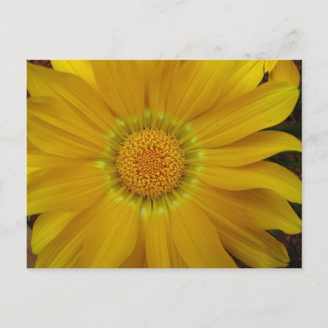 Postal Gazania (Anverso)