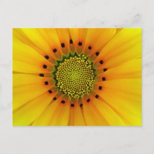Postal Gazania