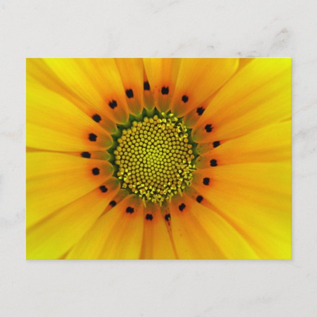 Postal Gazania (Anverso)