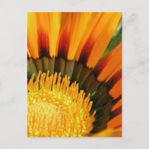 Postal Gazania