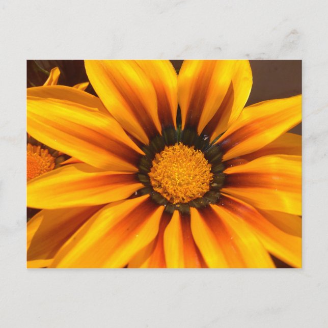 Postal Gazania amarillo hermoso (Anverso)