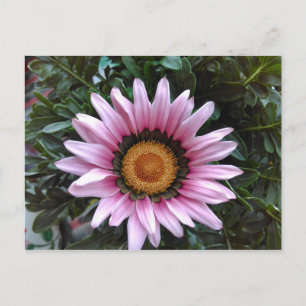 Postal Gazania rosa