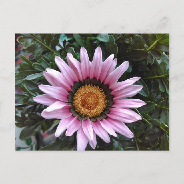 Postal Gazania rosa (Anverso)