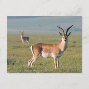 Postal Gazelle de Grant, cráter del Ngorongoro, Ngorongor