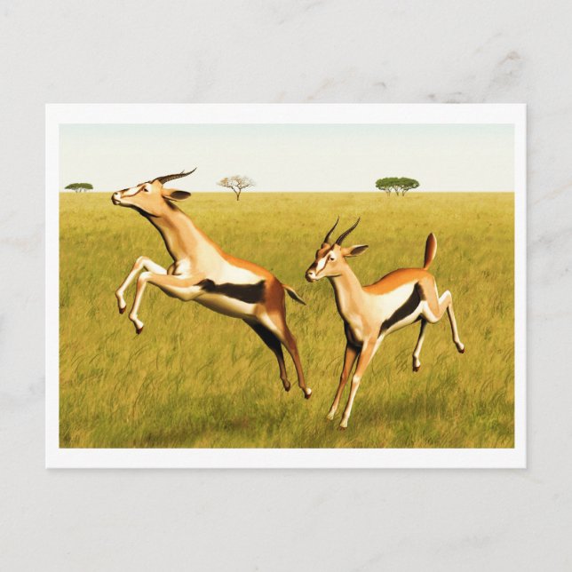 Postal Gazelle de Thomson (Anverso)