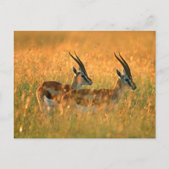 Postal Gazelle de Thomson (Gazella Thomsonii) al amanecer (Anverso)