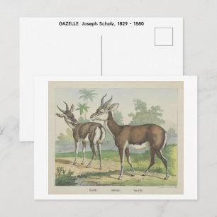 Postal GAZELLE  Joseph Scholz, 1829 - 1880  ,