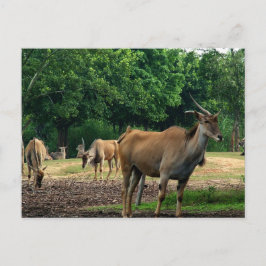 Postal Gazelles