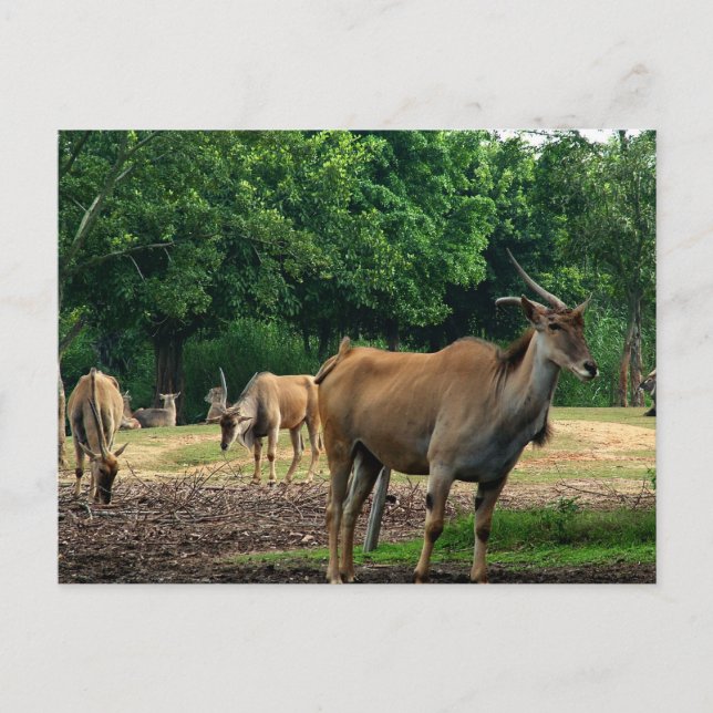 Postal Gazelles (Anverso)