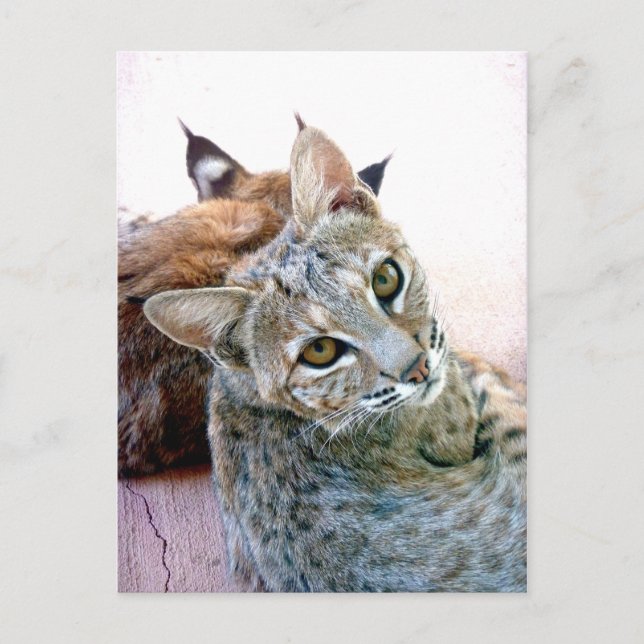 Postal Gazely Stare | Personalizable (Anverso)