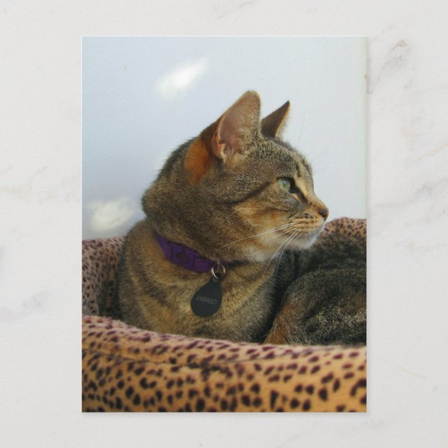 Postal Gazing Indigo (Anverso)