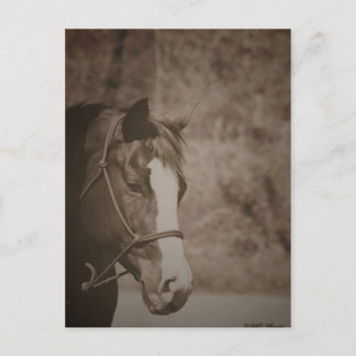 Postal Gazing Mare