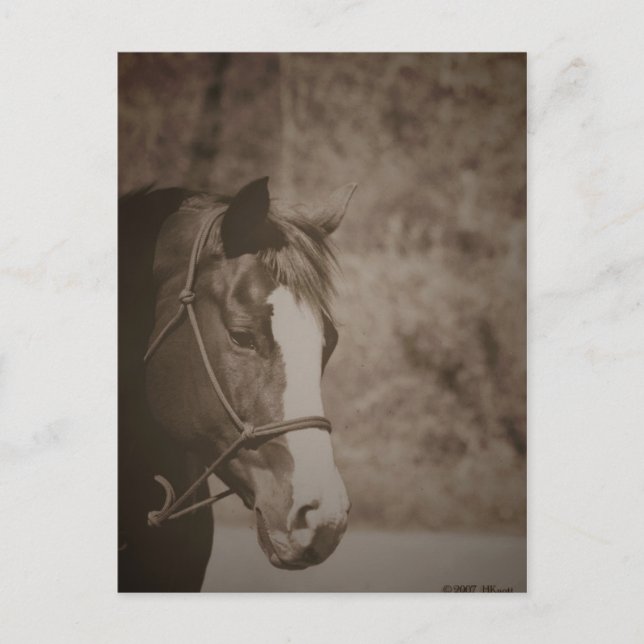 Postal Gazing Mare (Anverso)