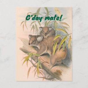 Postal G'day Mate Australian Saludo con Koalas