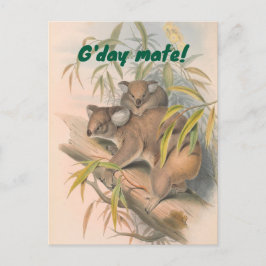 Postal G'day Mate Australian Saludo con Koalas