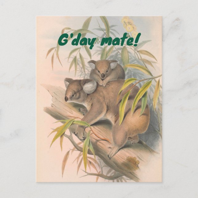 Postal G'day Mate Australian Saludo con Koalas (Anverso)