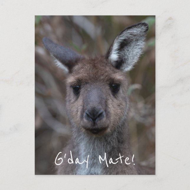 Postal G'Day Mate Kangaroo Australia (Anverso)