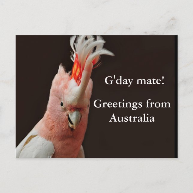 Postal ¡Gday mate! saludos de Australia (Anverso)